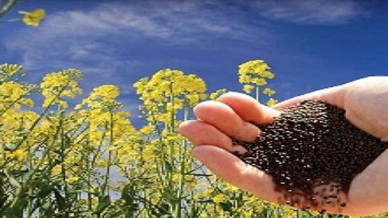 خرید بیش از ۳ هزار و ۸۴۰ تن کلزا از کشاورزان استان قزوین