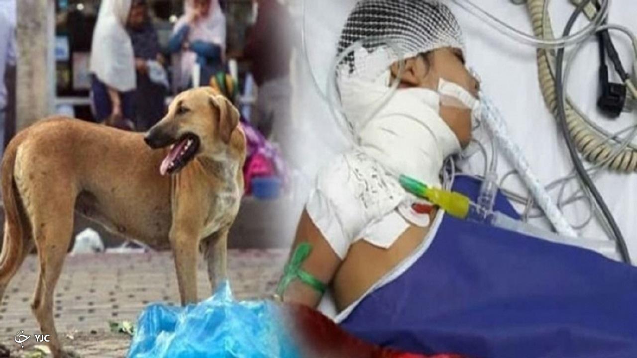 دختر بچه مهابادی مدتی پس از حمله یک قلاده سگ هار فوت شد
