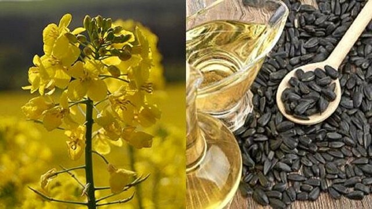 اتمام کار برداشت کلزا در مزارع استان کرمانشاه