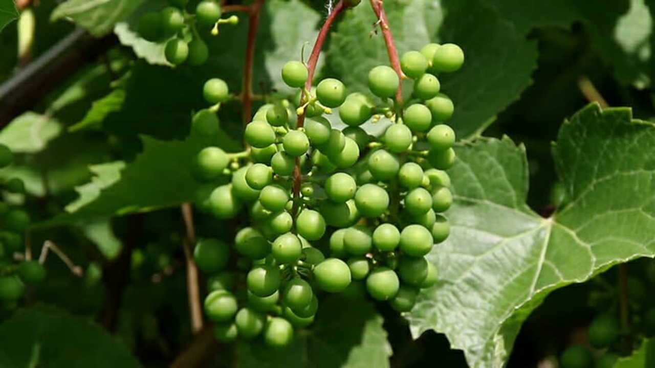 غوره
