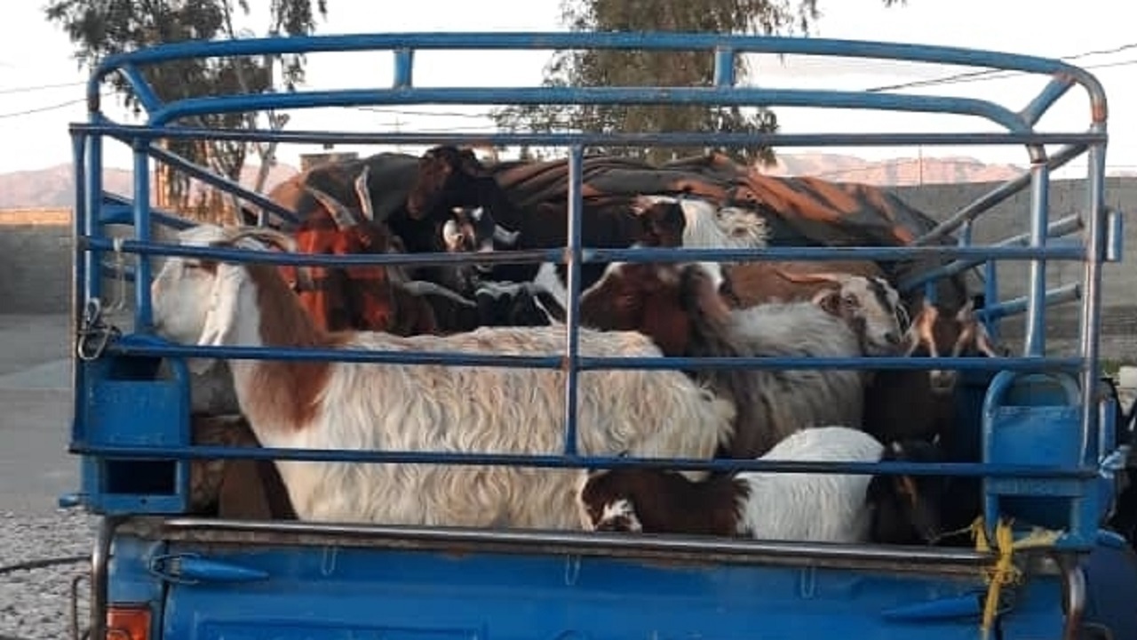 کشف بیش از ۱۰۰ راس دام قاچاق در هرمزگان