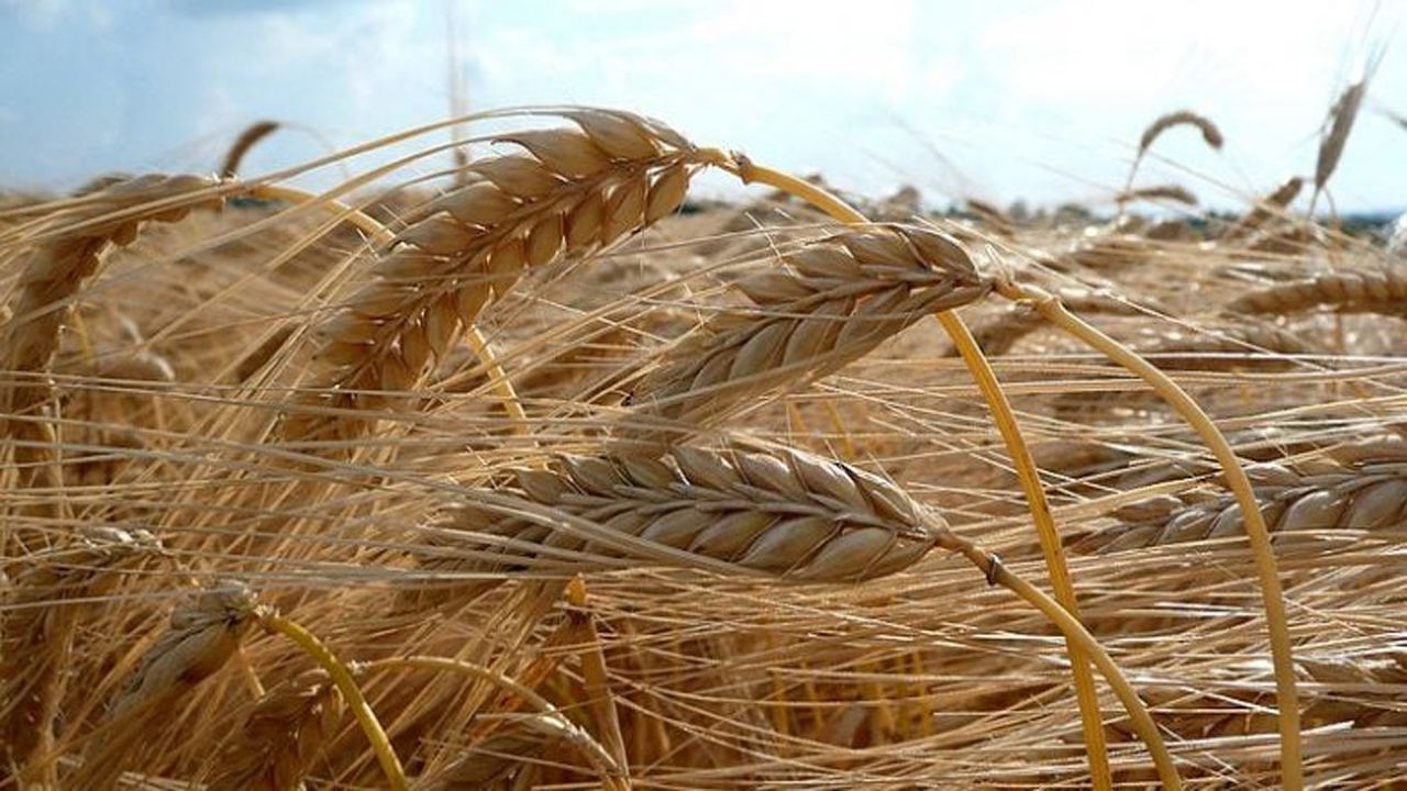 خسارت به مزارع گندم مازندران به دلیل تنش خشکی
