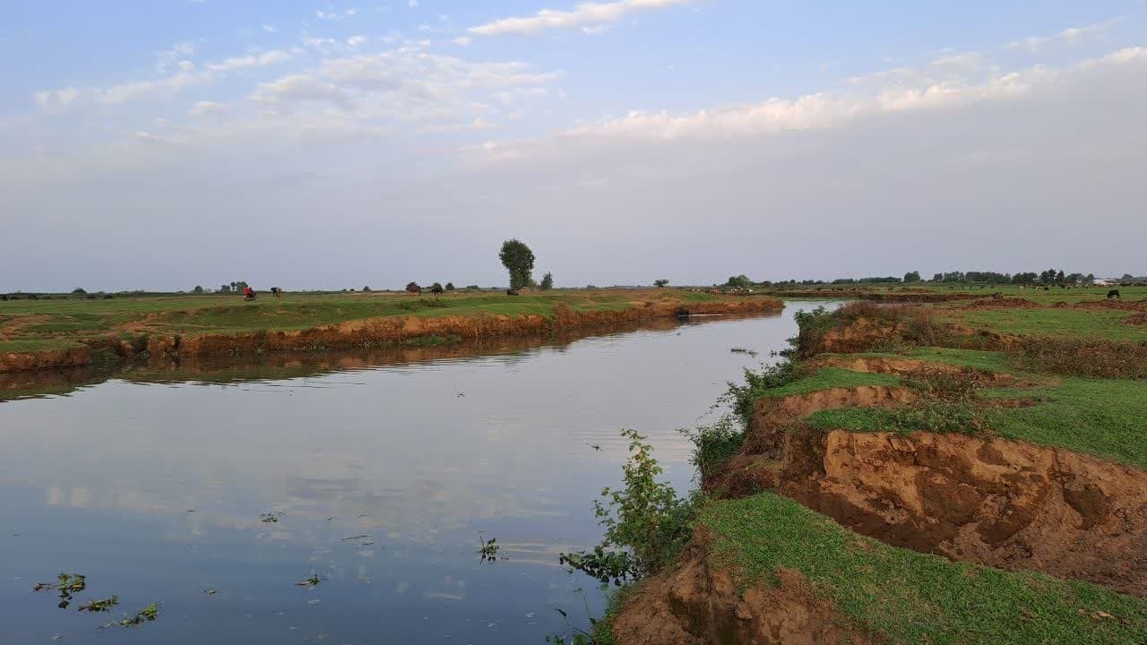 همکاری دامداران صومعه سرایی در جمع آوری سنبل آبی