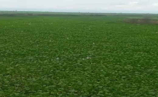 همکاری دامداران صومعه سرایی در جمع آوری سنبل آبی