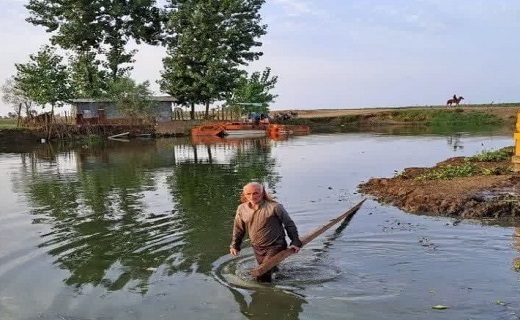 همکاری دامداران صومعه سرایی در جمع آوری سنبل آبی