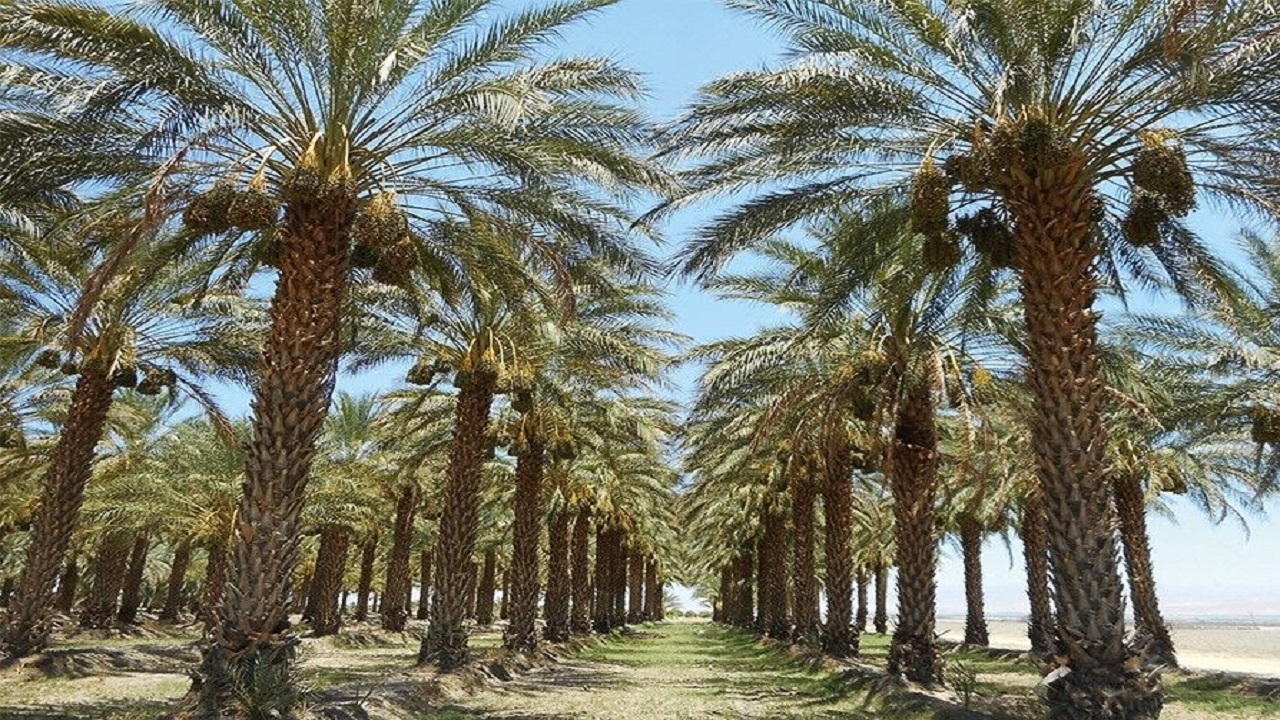 به بار نشستن درختان نخل در سطح شهر آران و بیدگل + فیلم