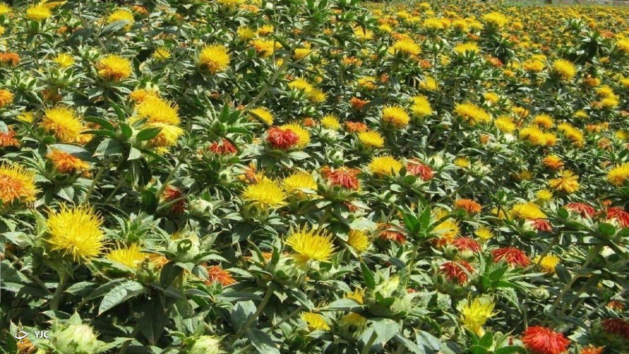 برداشت گلرنگ از مزارع آذربایجان غربی آغاز شد