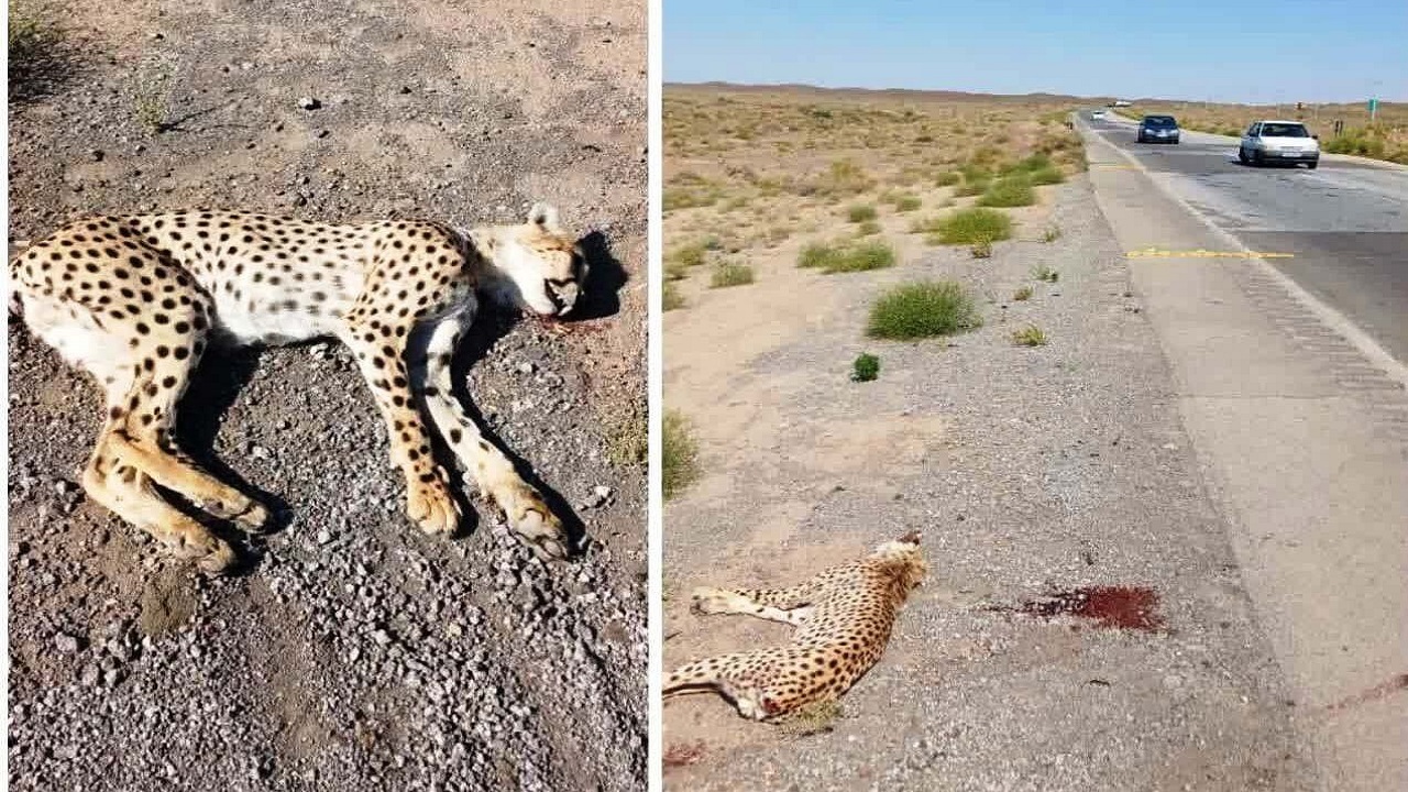 سرعت خودرو‌های عبوری در محور میامی-عباس‌آباد به مدت یک سال کاهش می‌یابد
