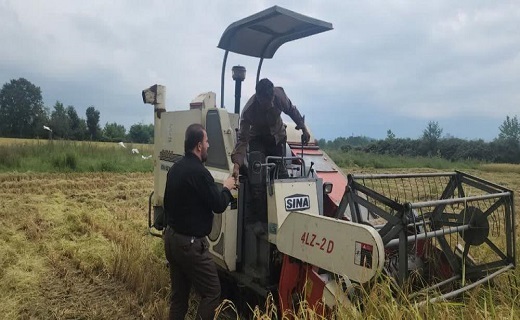 برداشت برنج در لنگرود آغاز شد