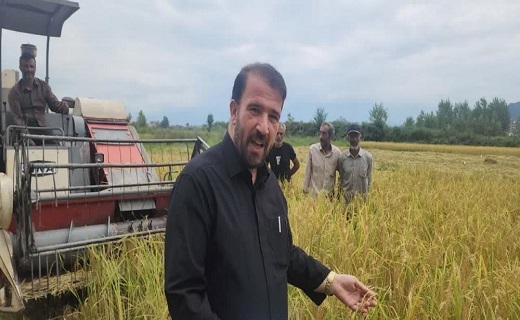برداشت برنج در لنگرود آغاز شد
