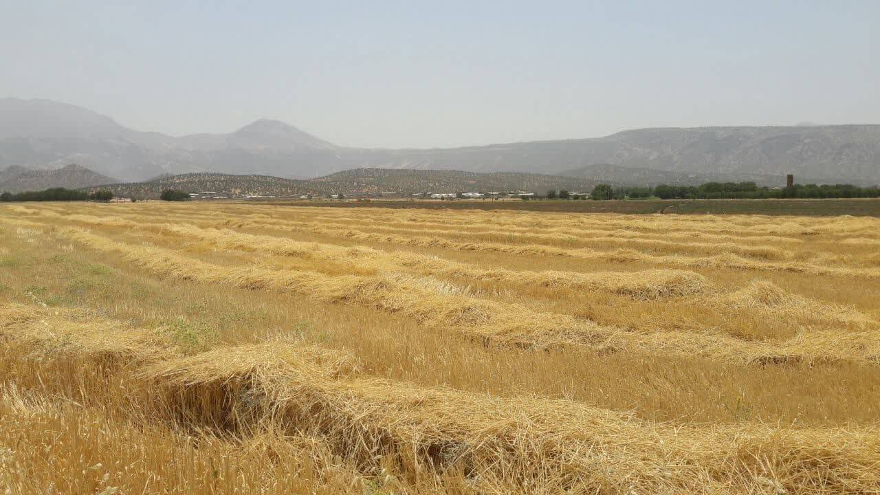 پیش بینی خرید ۳ هزار و ۵۰۰ تن گندم از کشاورزان لردگانی
