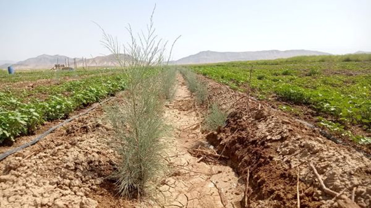 کاشت درخت گز