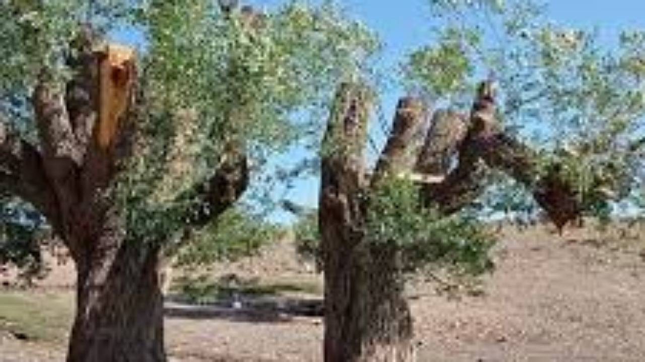 سارقان ۲ تن چوب بادام، حین سرقت دستگیر شدند