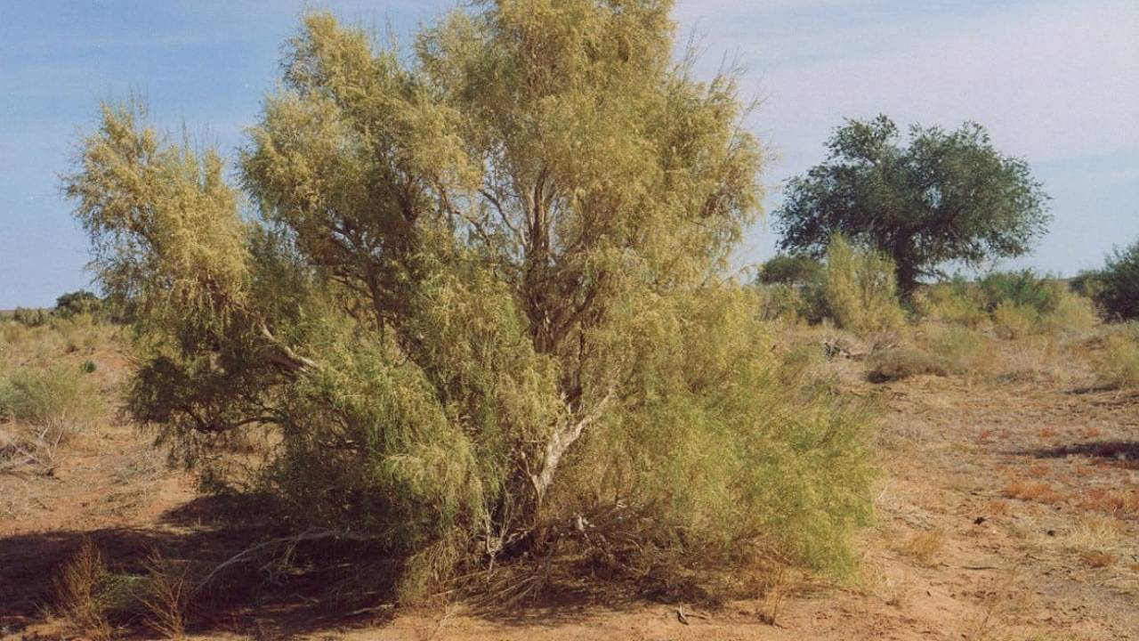 مسدود شدن مسیر‌های منتهی به تاغزار‌های حسین آباد خانِ کرمان