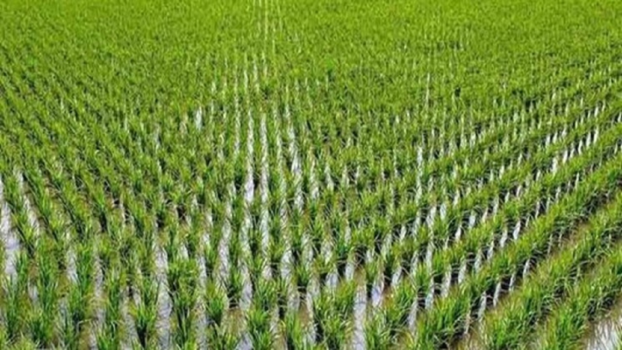 کشت شلتوک در مسیر کارون از هدررفت آب جلوگیری می کند