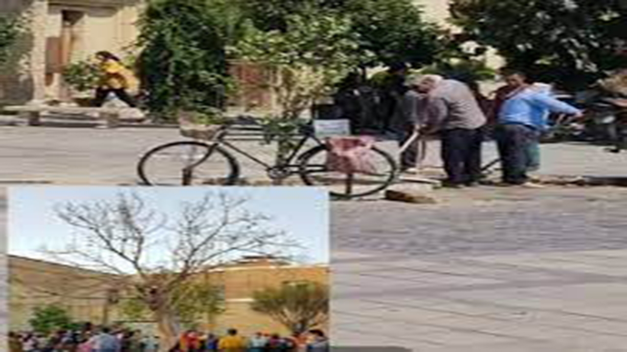 درخت آرزوی شیراز سبز شد