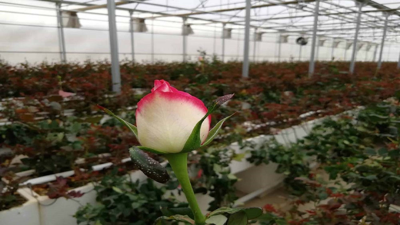 سرمایه گذاری میلیاردی برای راه اندازی گلخانه گل شاخه بریده در شهرکرد