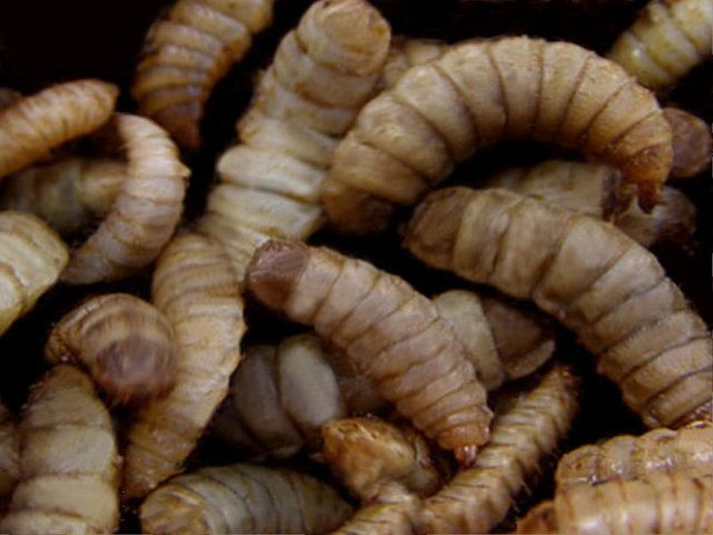 لارو مگس&zwnj;ها (ماگوت)