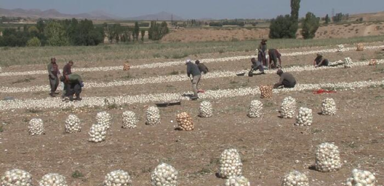 آغاز برداشت پیاز از زمینهای کشاورزی شهرستان فریدونشهر