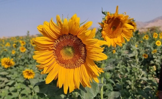 برداشت آفتابگردان از مزارع زیرکوه