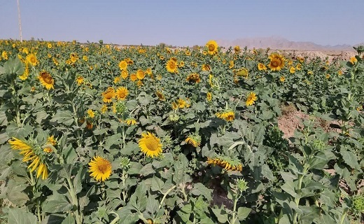 برداشت آفتابگردان از مزارع زیرکوه