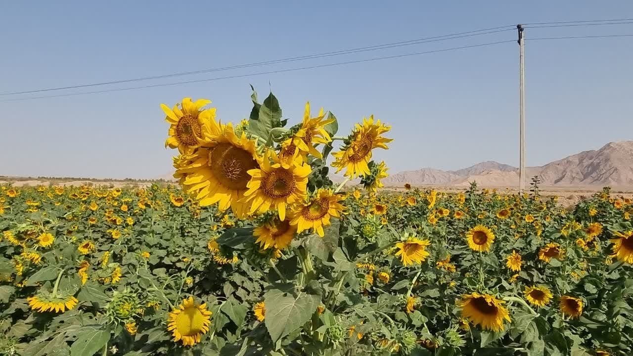 چشم نوازی مزارع زیبای آفتاگردان در دل طبیعت