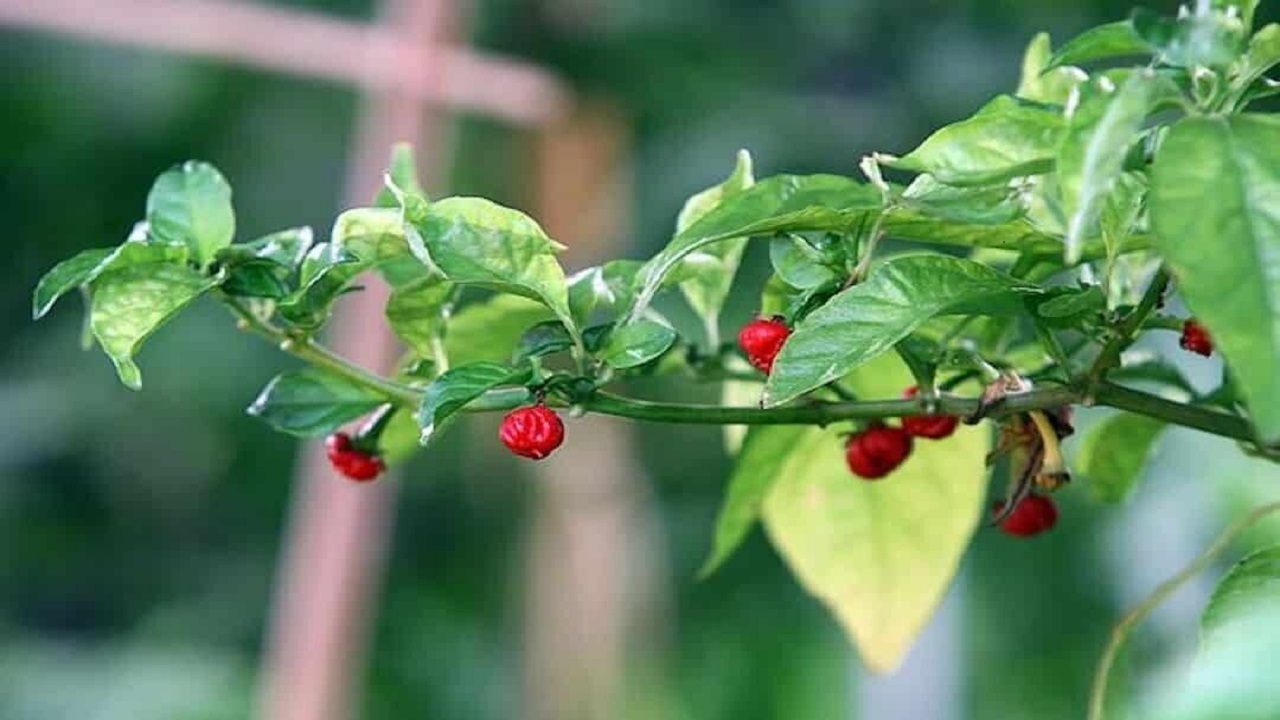 اگر این فلفل را بخورید، زنده نمی‌مانید