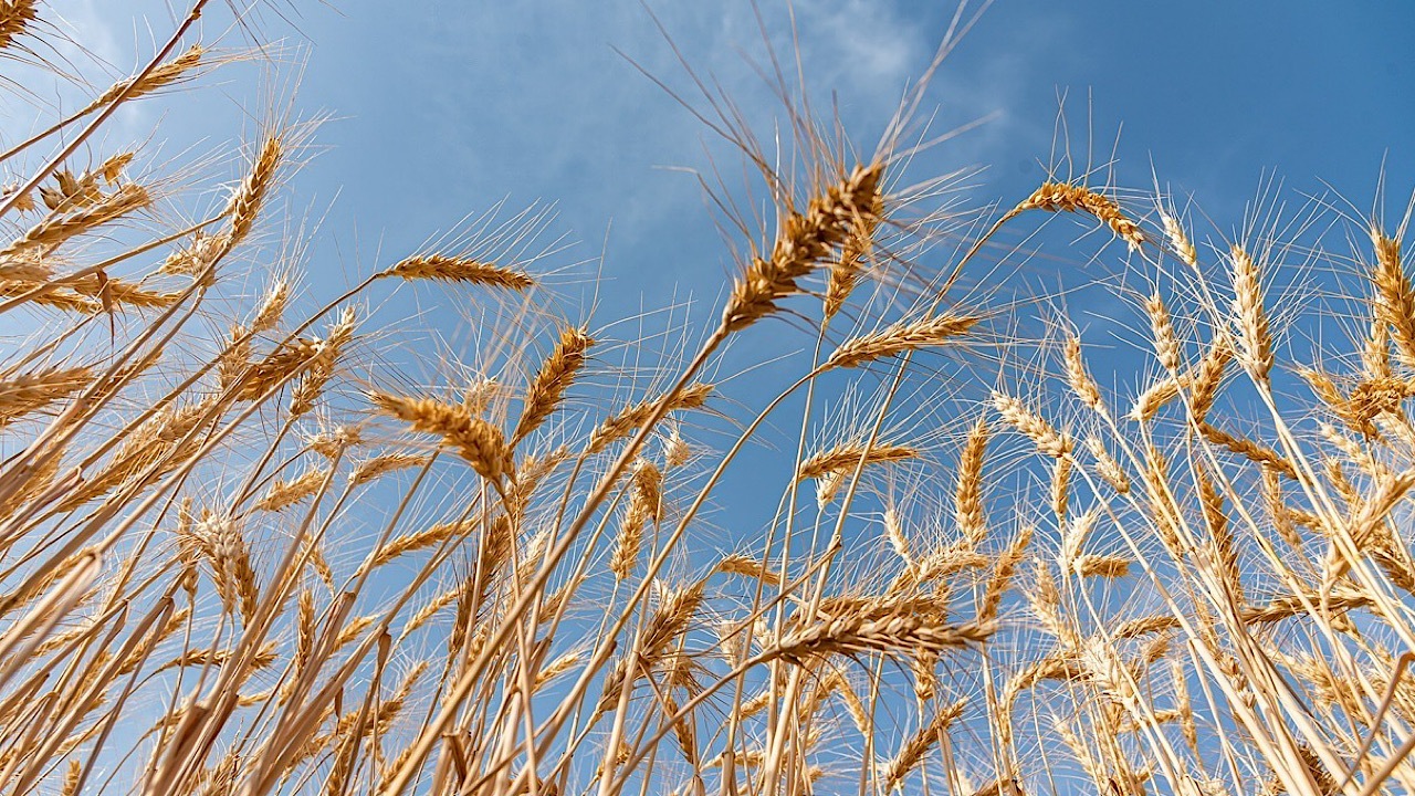 ضریب وابستگی واردات گندم و جو کاهش یافت