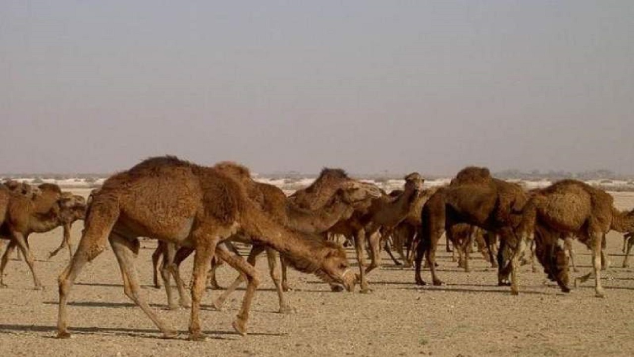چهارمین کاروان شتر  از تالاب بین‌المللی هامون خارج شد