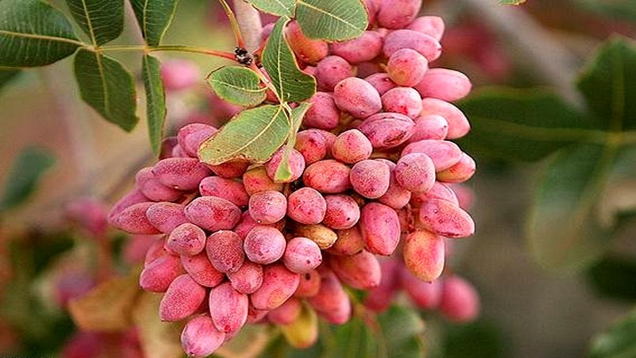باغداران پسته! خطر بیخ گوش صادرات شماست
