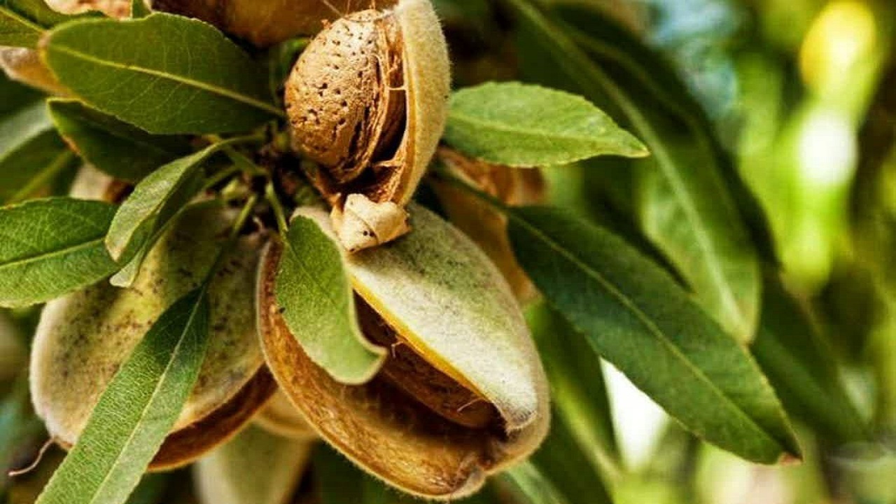 برداشت بادام در ۱۷ هزار هکتار از باغات چهارمحال و بختیاری