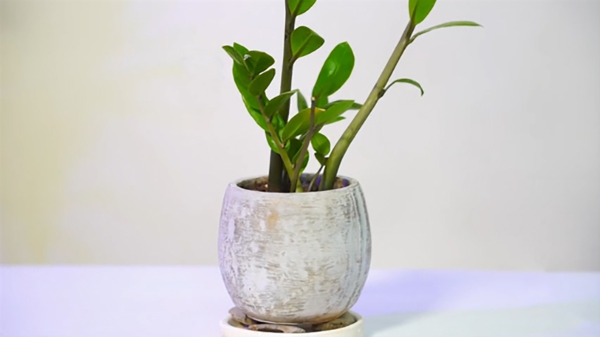 طریقه افزایش طول عمر اتو + فیلم