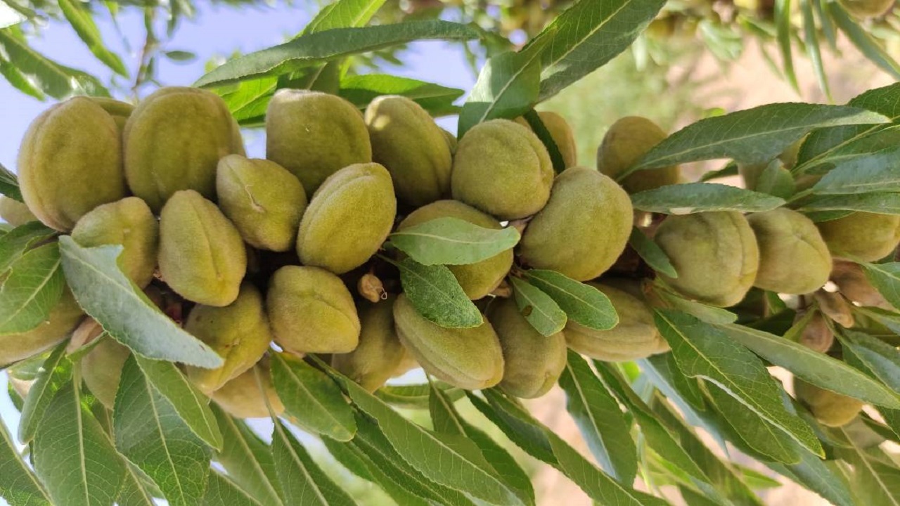 حرکتی که به برکت رسید + تصاویر