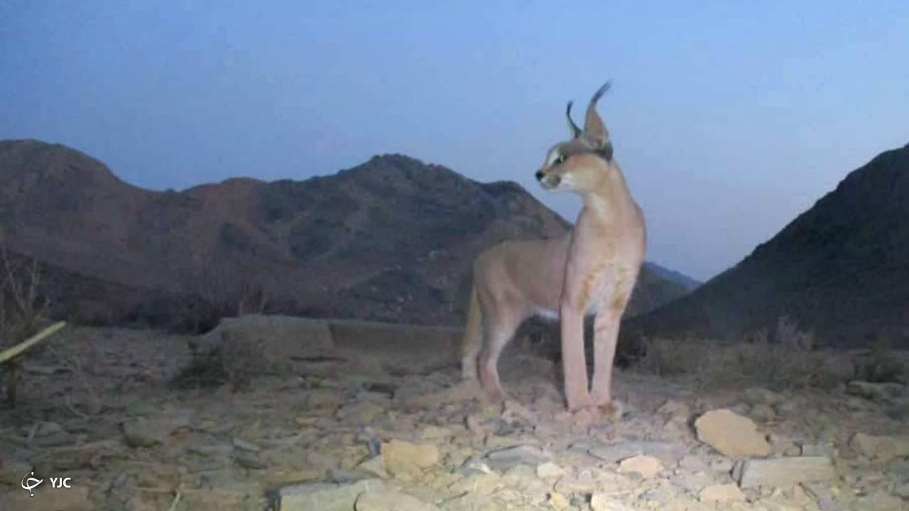 تصویری از  کاراکال، گربه سان کمیاب ایران در سیرجان