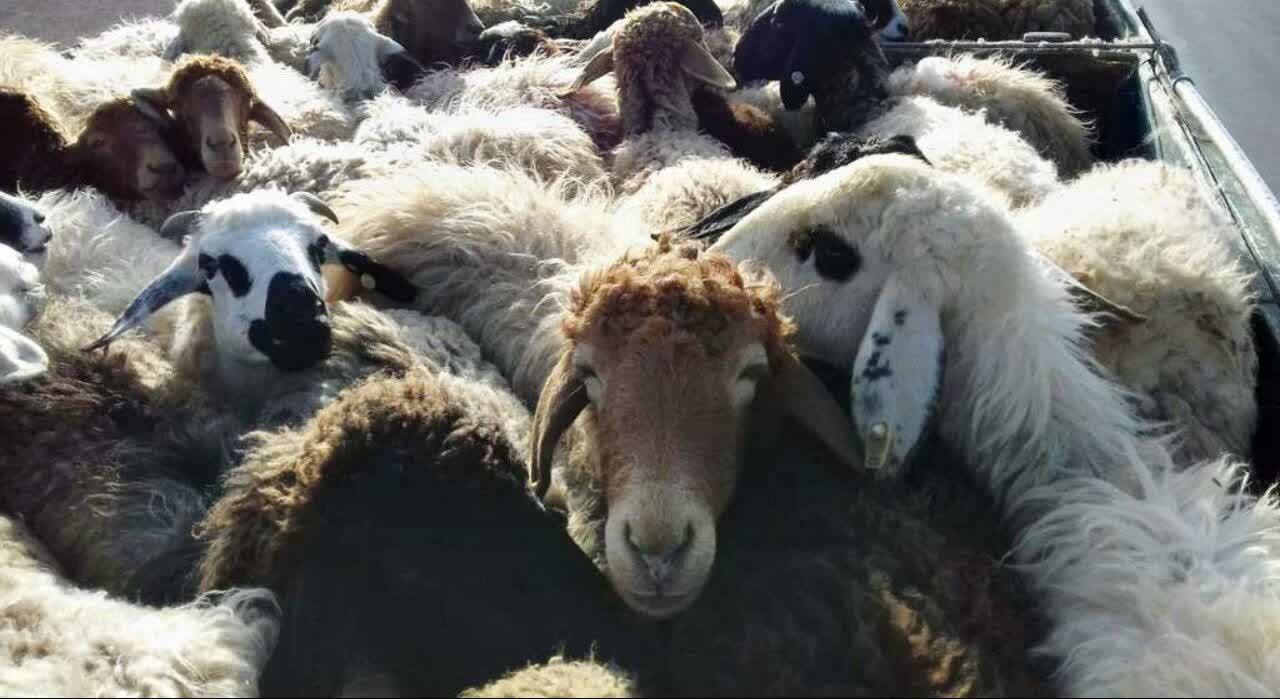 کشف احشام سرقتی در کمتر از چهار ساعت در بافق