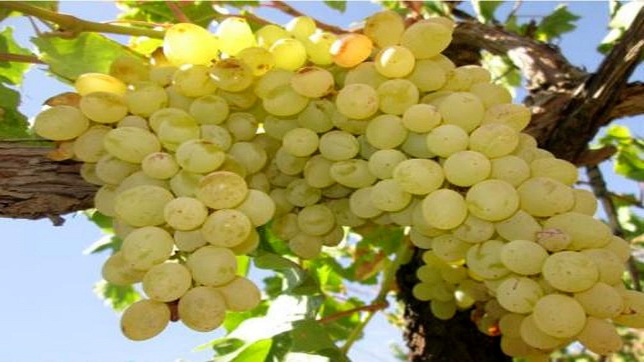 پیش بینی برداشت ۲۲۷ هزار تُن انگور از تاکستان های آذربایجان غربی