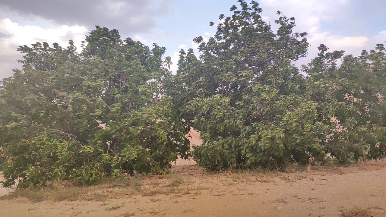 وزش طوفان