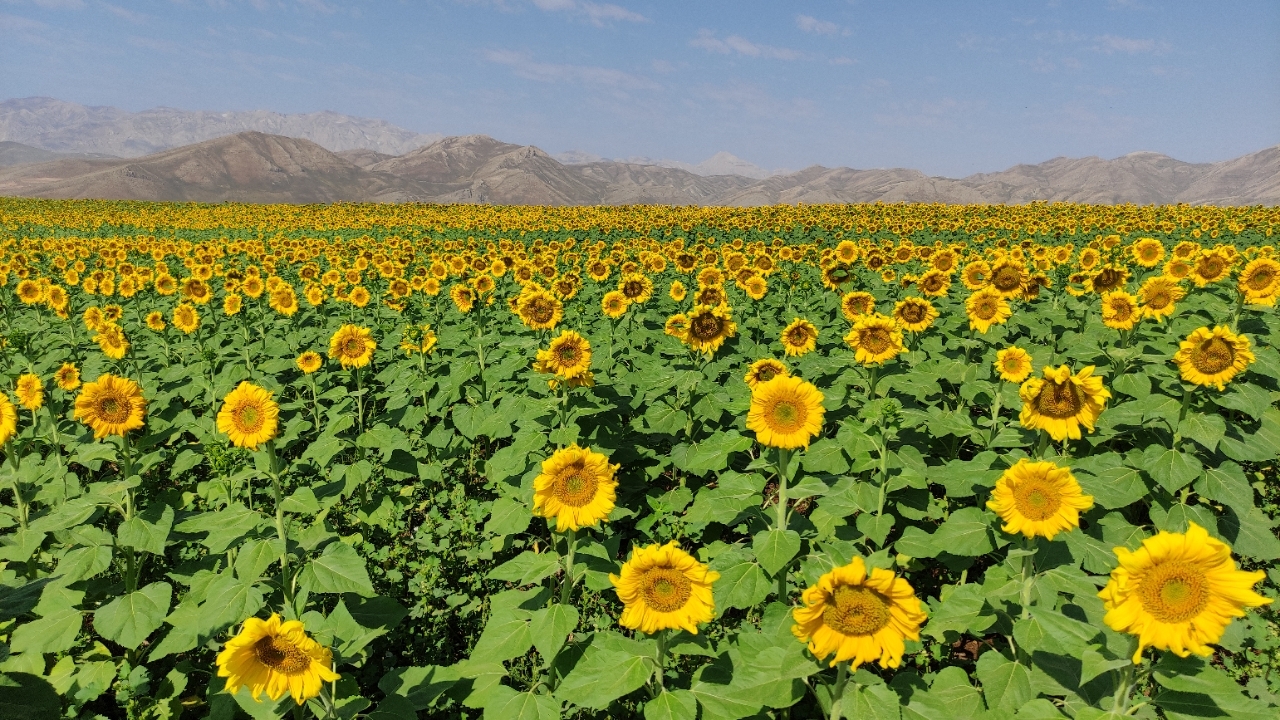 ۴۰۰ هکتار از اراضی کشاورزی کوهرنگ زیر کشت گل آفتابگردان