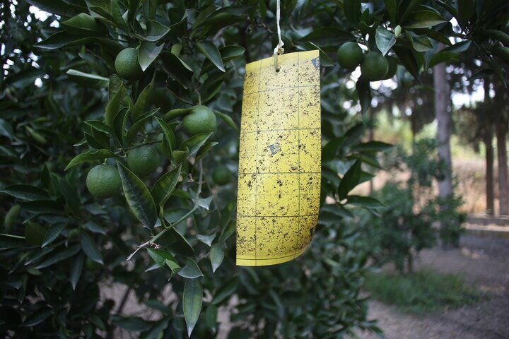 نارنگیِ سبز