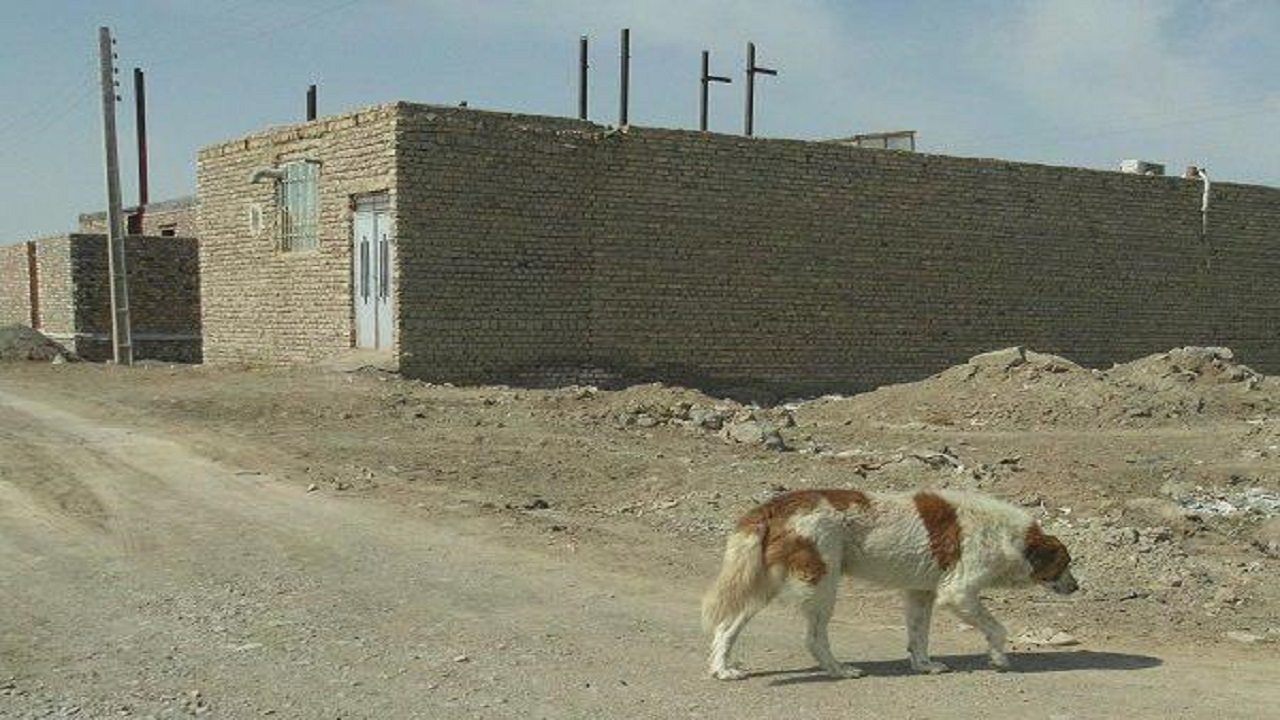 هاری در کمین صاحبان حیوانات خانگی