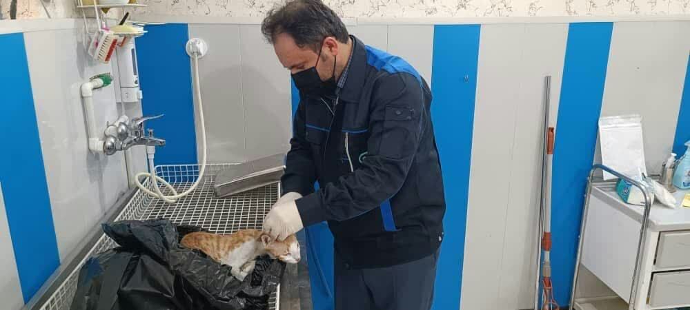 وقوع رخداد بیماری هاری در جمعیت گربه‌های بلاصاحب سطح شهر اهواز