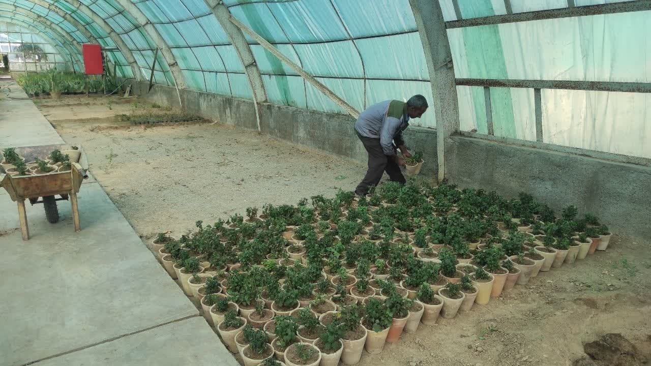 ۵۹۰۰ اصله درخت در پارک های شهر کرمان کاشته می شود