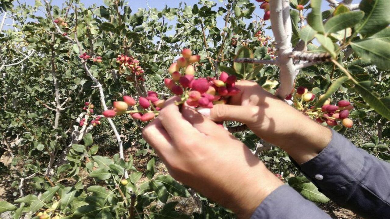 آغاز برداشت پسته در خواف