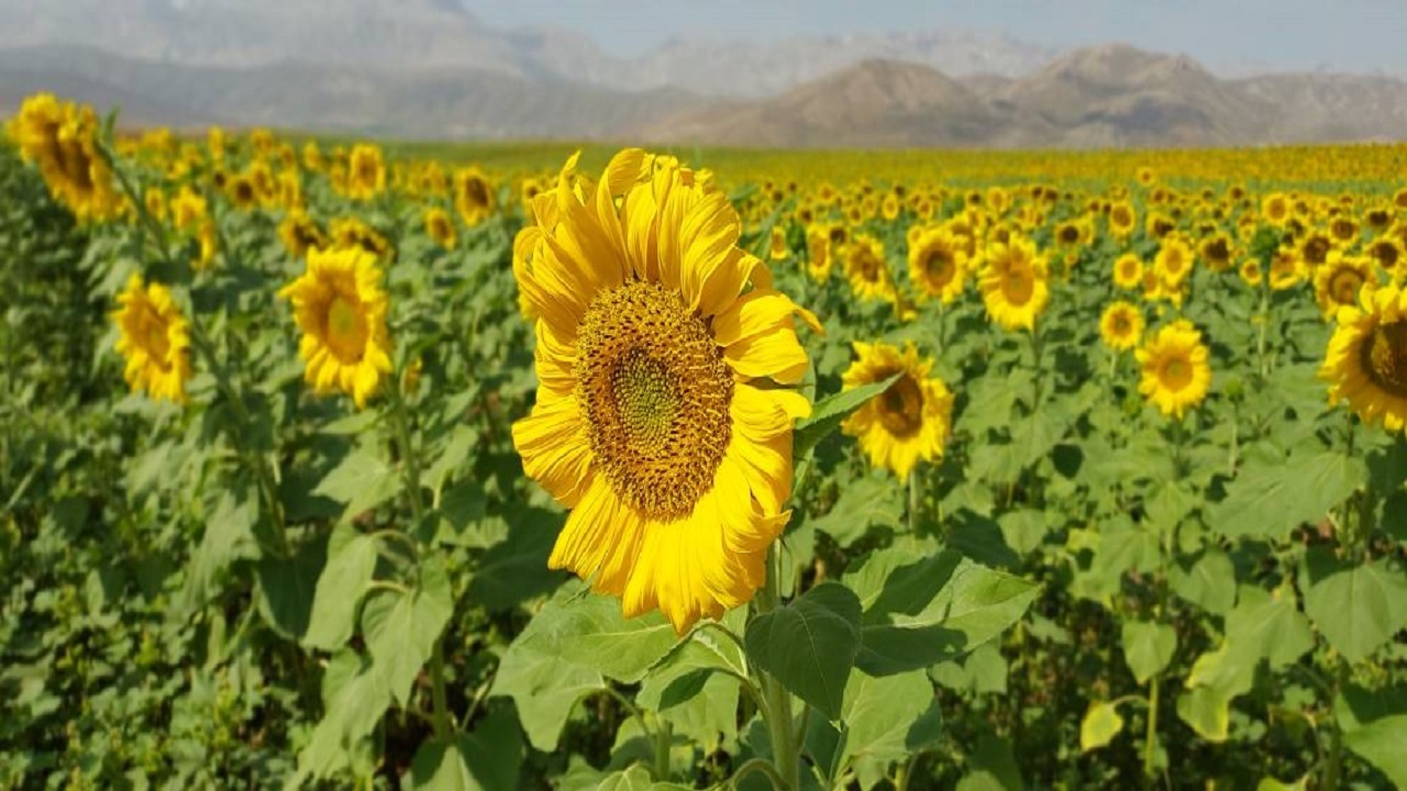 دشت گل‌های آفتابگردان در کوهرنگ + تصاویر