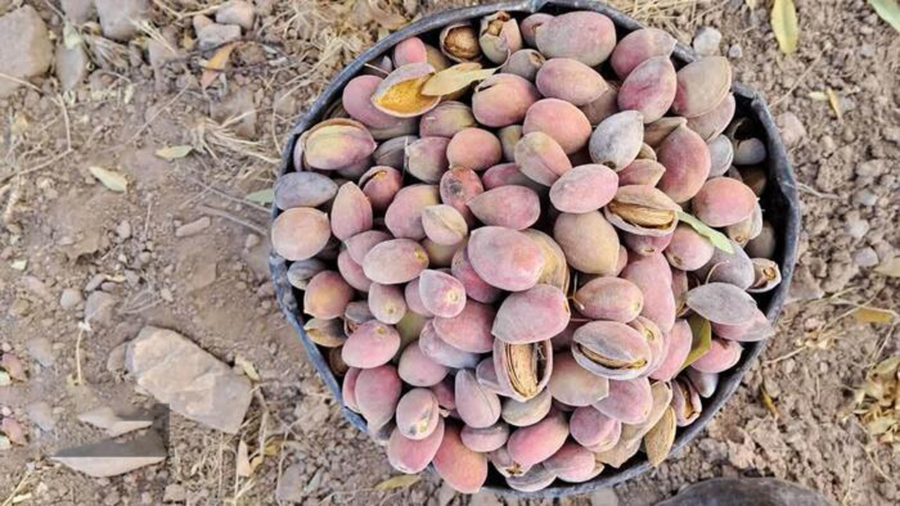 برداشت بادام در بام خراسان شمالی 