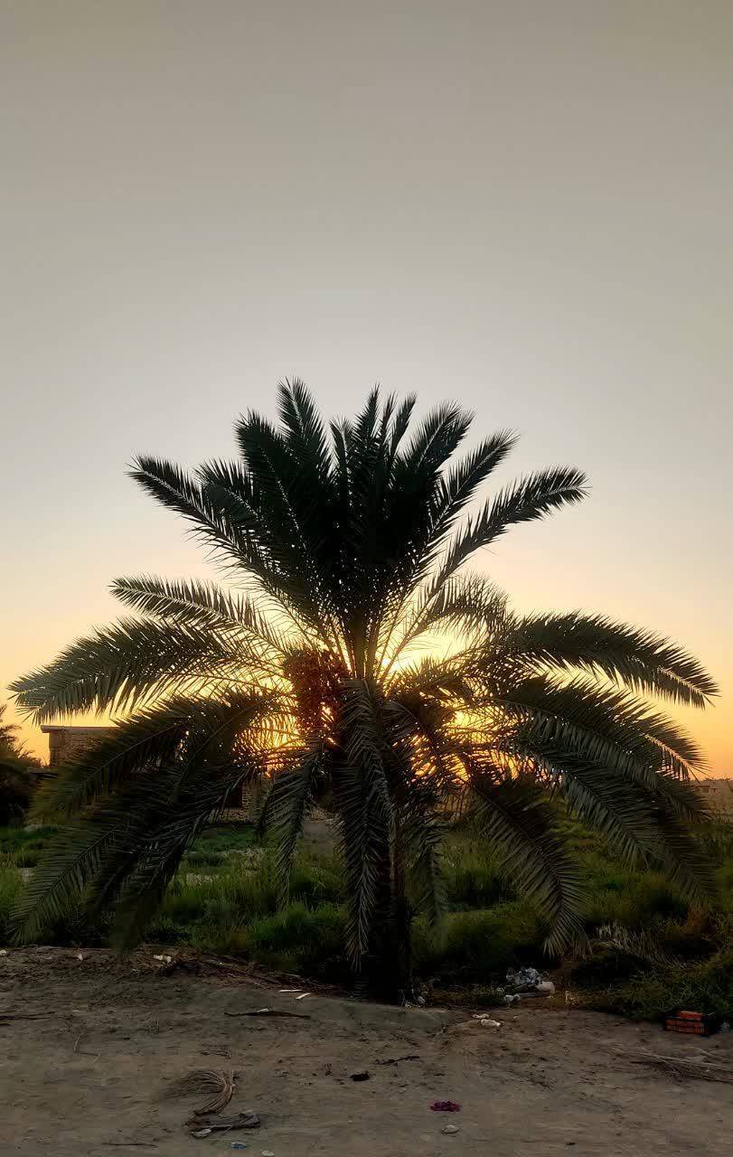ارادت موکب داران به امام حسین(ع) ارادت موکب داران به امام حسین(ع)