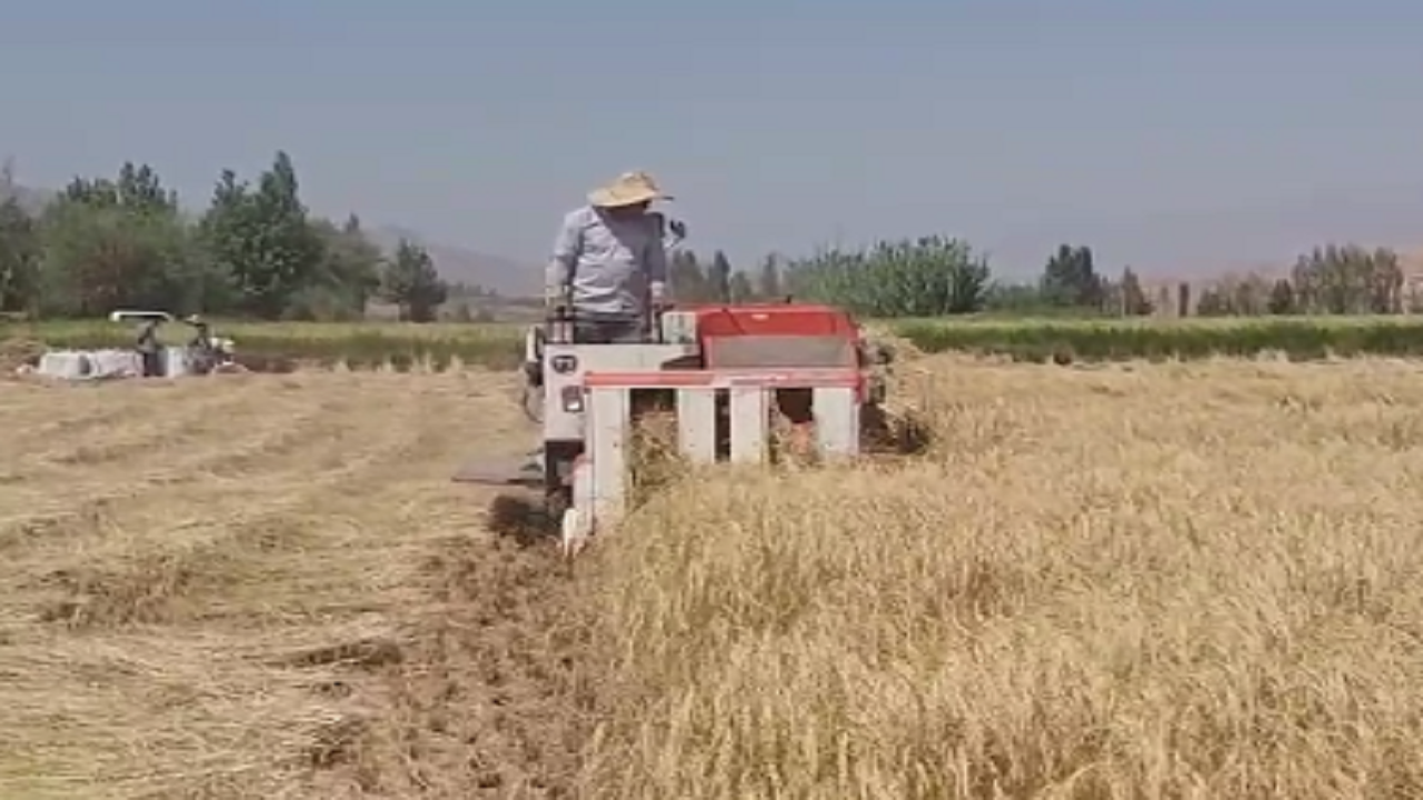 برداشت برنج از شالیزار‌های رجایی دشت قزوین 