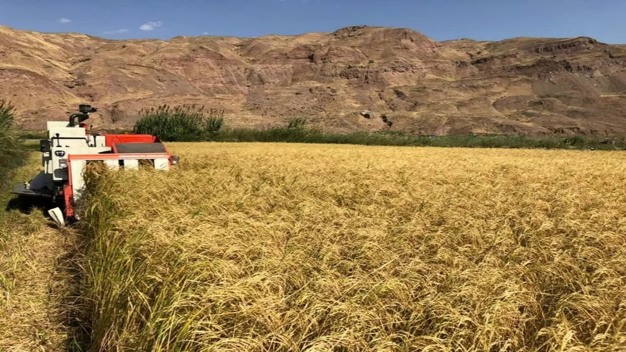 پیش بینی برداشت بیش از ۱۸ هزار تن شلتوک در قزوین