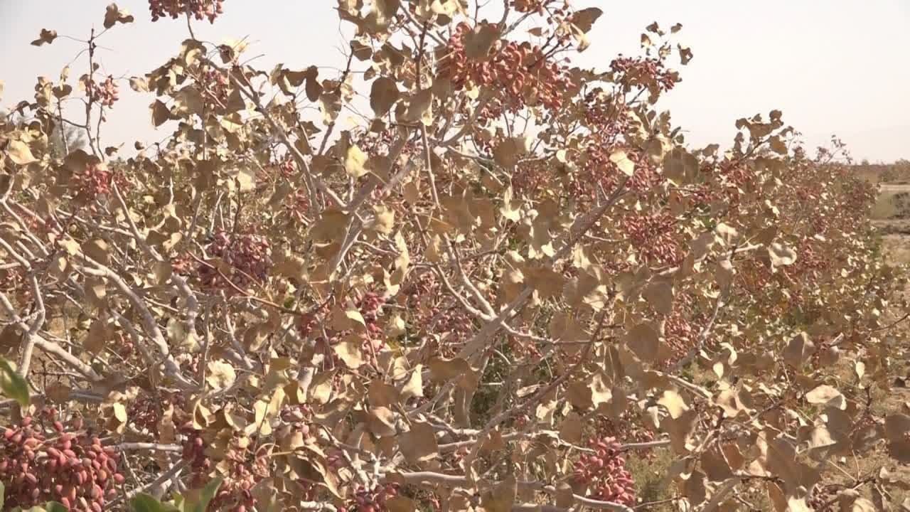 خسارت میلیاردی به پسته کاران بافقی