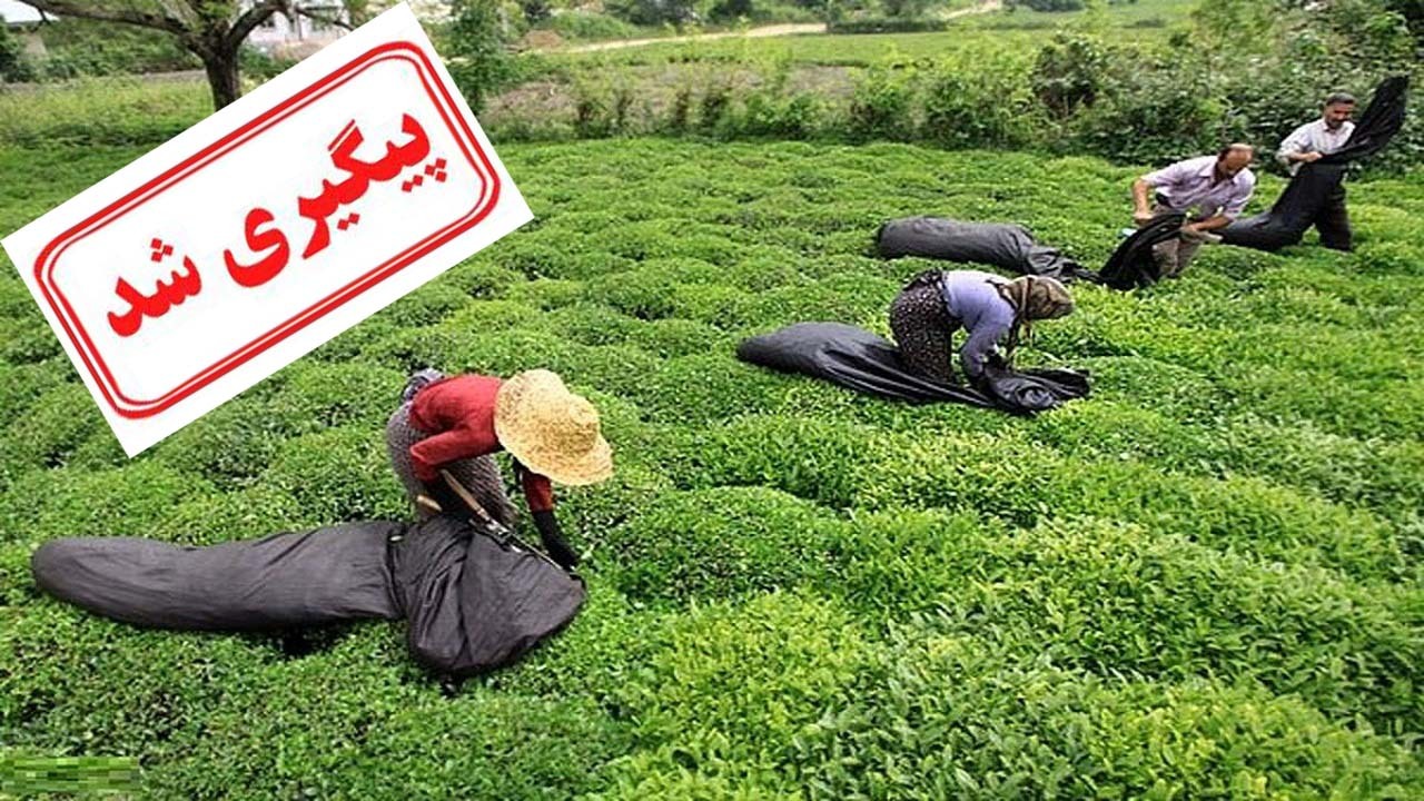 پرداخت مطالبات چایکاران و رکورد تولید از زبان مدیر اجرایی سندیکای چای